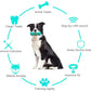 Pet dog chewing blue rubber molar stick toy for cleaning teeth and improving dental health