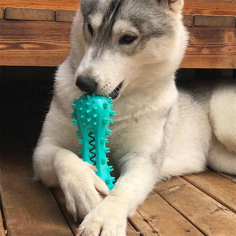 Siberian Husky chewing on blue rubber molar stick pet dog cleaning chew toy for aggressive dogs