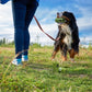 540 Bags High Quality Heavy Duty Large Biodegradable Dog Poo Bags Eco Poo Waste - The Peppermint Room